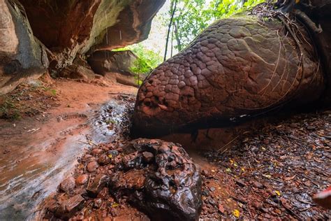 naka cave thailand snake|Naka Cave Thailand Ultimate Guide: All You Need To。